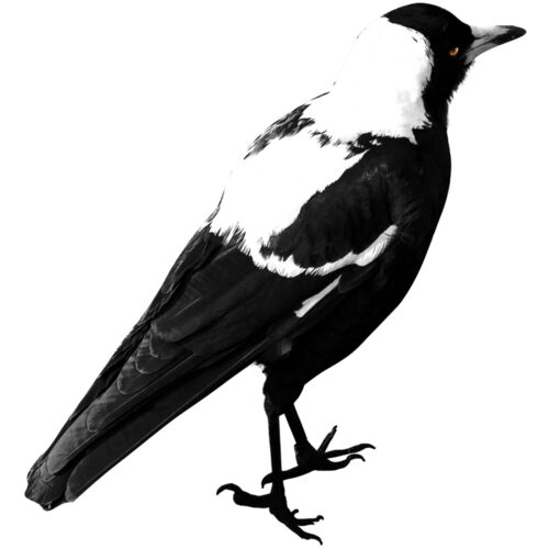 Magpie 1 Thumbnail
