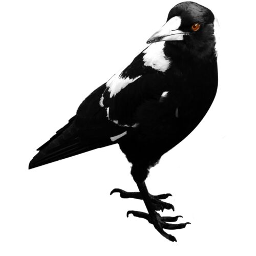 Magpie 2 Thumbnail