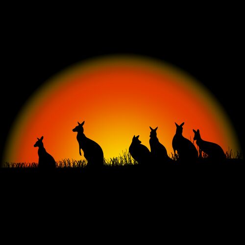 Roos at Sunset Thumbnail