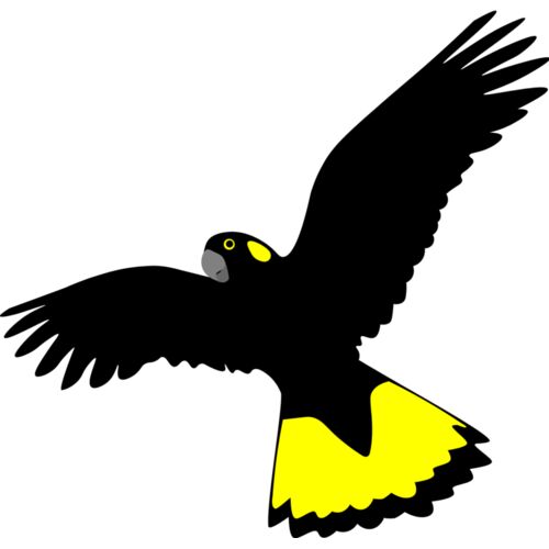 Yellow-tailed Black Cockatoo Thumbnail
