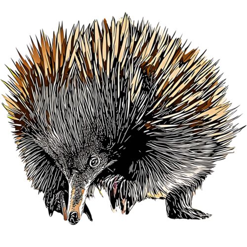 Echidna Thumbnail