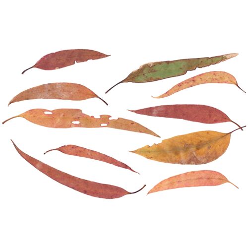Eucalypt Leaves Thumbnail