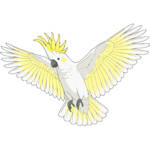 Sulphur-crested Cockatoo Thumbnail